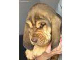 Bloodhound Puppy for sale in Brownsville, KY, USA