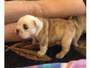 Miniature Bulldog Puppy for sale in Everton, AR, USA