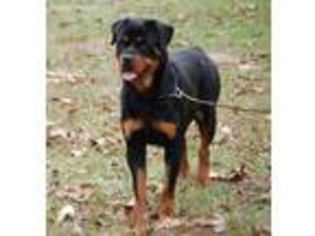Rottweiler Puppy for sale in Woodville, TX, USA
