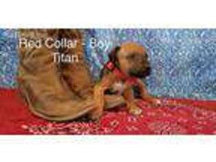 Rhodesian Ridgeback Puppy for sale in Concan, TX, USA