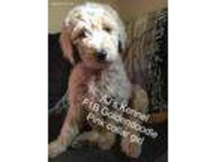 Goldendoodle Puppy for sale in Summertown, TN, USA