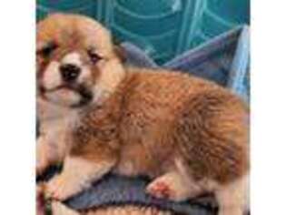 Pembroke Welsh Corgi Puppy for sale in Torrance, CA, USA