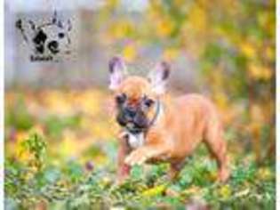 French Bulldog Puppy for sale in Elk Grove Village, IL, USA