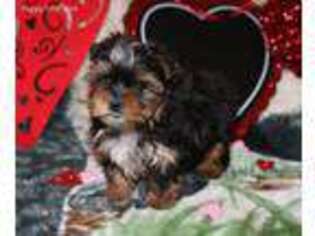 Yorkshire Terrier Puppy for sale in Le Grand, CA, USA