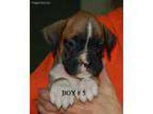 Boxer Puppy for sale in Akeley, MN, USA