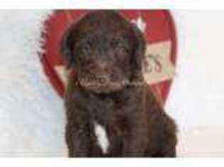 Labradoodle Puppy for sale in Bokchito, OK, USA