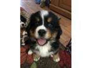 Bernese Mountain Dog Puppy for sale in Dewitt, MI, USA