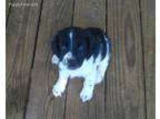 English Springer Spaniel Puppy for sale in Chireno, TX, USA