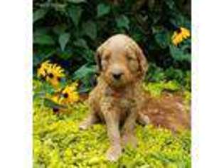 Goldendoodle Puppy for sale in Winchester, TN, USA