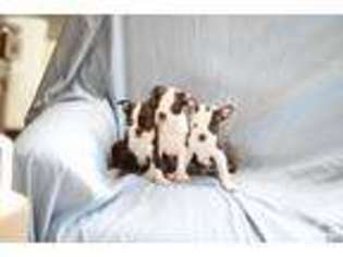 Boston Terrier Puppy for sale in SEATTLE, WA, USA