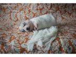 Siberian Husky Puppy for sale in Radford, VA, USA