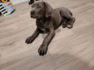 Cane Corso Puppy for sale in Aubrey, TX, USA