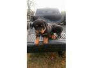Rottweiler Puppy for sale in Luther, OK, USA