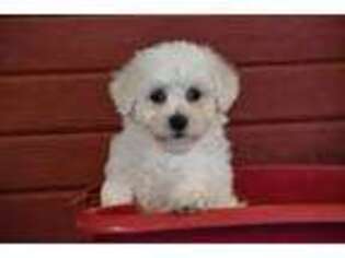 Bichon Frise Puppy for sale in Eldorado, OH, USA