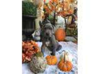 Great Dane Puppy for sale in Danville, CA, USA