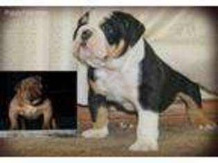 Bulldog Puppy for sale in Romeoville, IL, USA