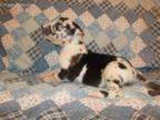 Great Dane Puppy for sale in Elizabethtown, KY, USA