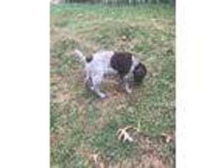 German Shorthaired Pointer Puppy for sale in Mifflintown, PA, USA
