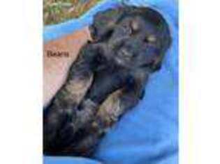 Cocker Spaniel Puppy for sale in Rochester, NY, USA