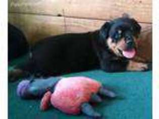 Rottweiler Puppy for sale in Columbus, KS, USA