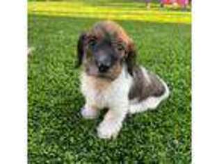Dachshund Puppy for sale in Oceanside, CA, USA