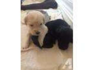 Labradoodle Puppy for sale in OKEENE, OK, USA