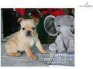 Pug Puppy for sale in Williamsport, PA, USA