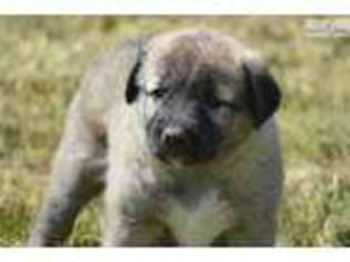 Anatolian Shepherd Puppy for sale in Knoxville, TN, USA
