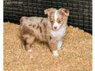 Miniature Australian Shepherd Puppy for sale in West, TX, USA