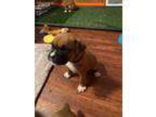 Boxer Puppy for sale in Crivitz, WI, USA