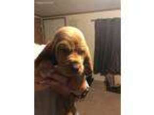 Bloodhound Puppy for sale in Tonganoxie, KS, USA