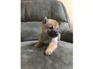 Shiba Inu Puppy for sale in Enfield, CT, USA