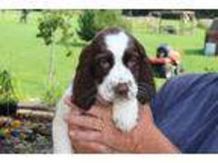 English Springer Spaniel Puppy for sale in Butler, PA, USA