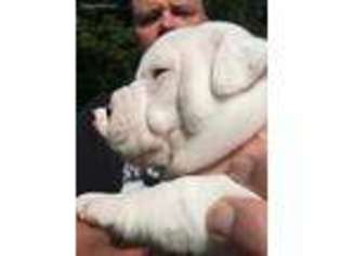Olde English Bulldogge Puppy for sale in Gastonia, NC, USA