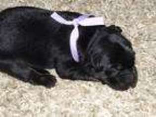 German Shepherd Dog Puppy for sale in Shipshewana, IN, USA