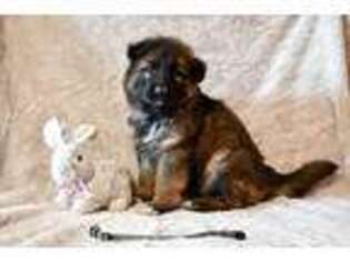 German Shepherd Dog Puppy for sale in Port Angeles, WA, USA