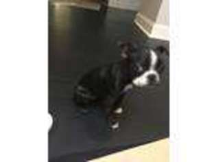 Boston Terrier Puppy for sale in Columbia, MD, USA