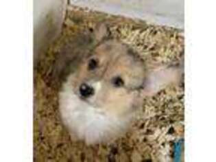 Pembroke Welsh Corgi Puppy for sale in Burlington, VT, USA
