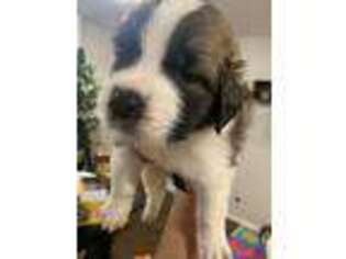 Saint Bernard Puppy for sale in Hesperia, CA, USA