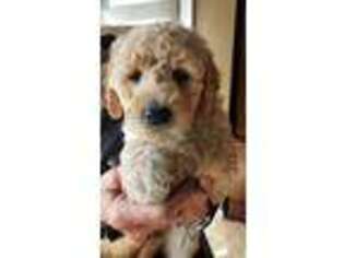 Goldendoodle Puppy for sale in Westport, SD, USA