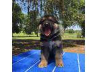 German Shepherd Dog Puppy for sale in Pomona Park, FL, USA