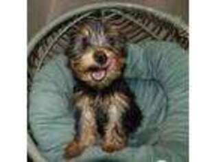 Yorkshire Terrier Puppy for sale in Paterson, NJ, USA