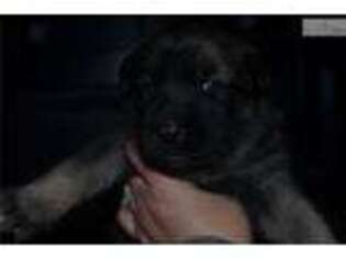 German Shepherd Dog Puppy for sale in Elko, NV, USA
