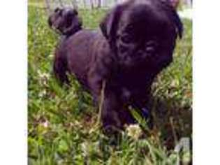 Pug Puppy for sale in SOUTH SHORE, KY, USA