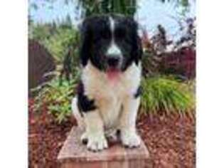 Saint Berdoodle Puppy for sale in La Center, WA, USA