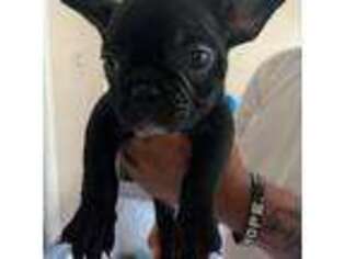 French Bulldog Puppy for sale in Oakland, CA, USA