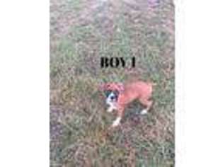 Boxer Puppy for sale in Vienna, MO, USA