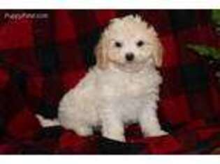 Cavapoo Puppy for sale in Malone, NY, USA