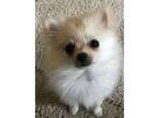 Pomeranian Puppy for sale in Crosby, MN, USA