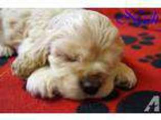 Cocker Spaniel Puppy for sale in AZLE, TX, USA